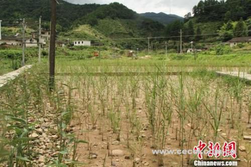 资料图：江西寻乌县三标乡建设的湿地生态修复工程。　苏路程 摄